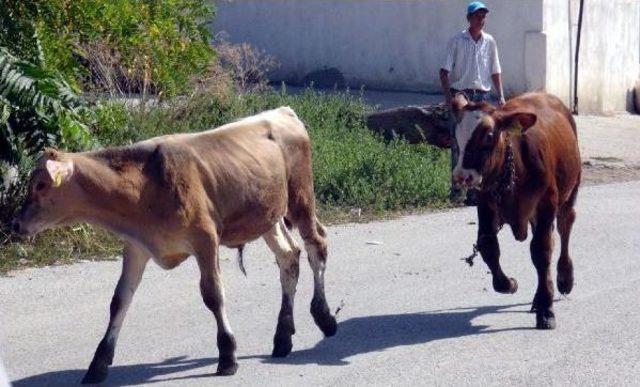 Ahır Yangınında Hayvanlar Son Anda Kurtarıldı