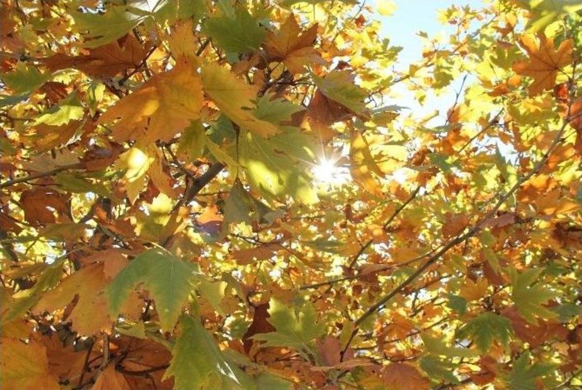 Doğu&rsquo;ya &rsquo;pastırma Yazı&rsquo; Geldi