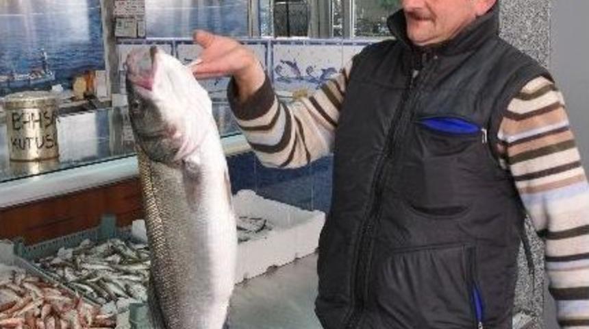 Yedi Kilo Ağırlığındaki Levrek Kilosu 70 Tl&rsquo;den Satıldı