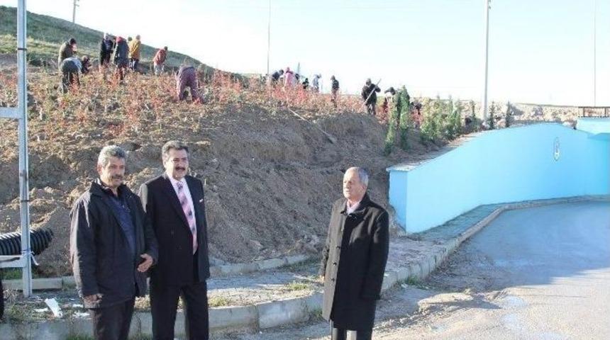 Cihanbeyli&rsquo;de Ağa&ccedil;landırma &Ccedil;alışmaları