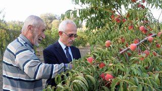 Yozgat’ta Meyve Bahçeleri 25 Bin Dekara Ulaştı