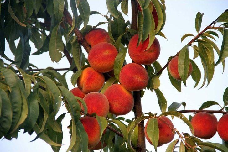 Yozgat’ta Meyve Bahçeleri 25 Bin Dekara Ulaştı G1