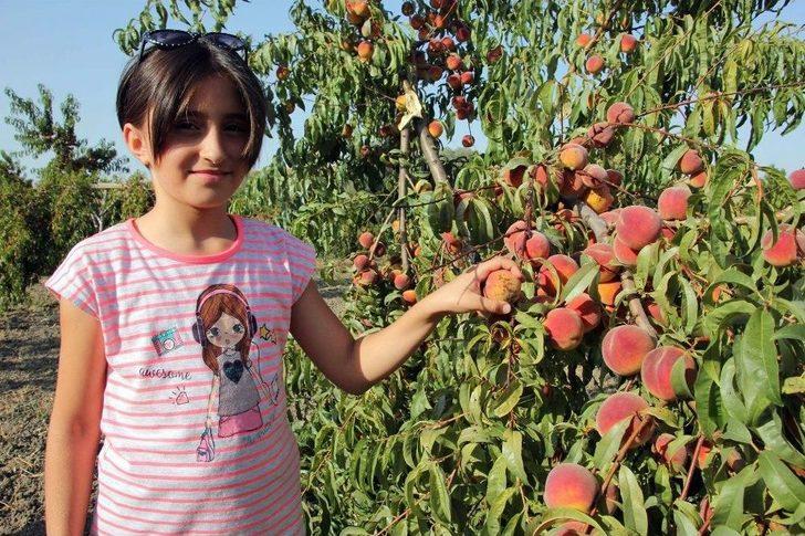 Yozgat’ta Meyve Bahçeleri 25 Bin Dekara Ulaştı G2