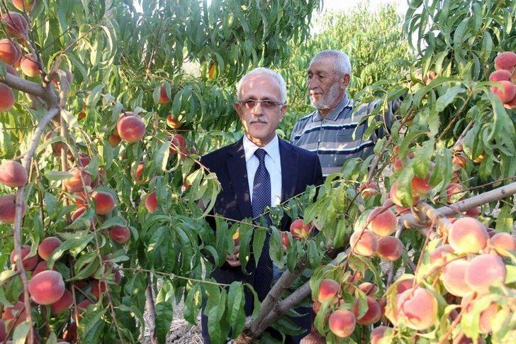 Yozgat’ta Meyve Bahçeleri 25 Bin Dekara Ulaştı G3