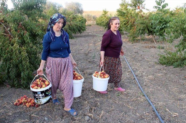Yozgat’ta Meyve Bahçeleri 25 Bin Dekara Ulaştı G4