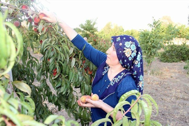 Yozgat’ta Meyve Bahçeleri 25 Bin Dekara Ulaştı G5