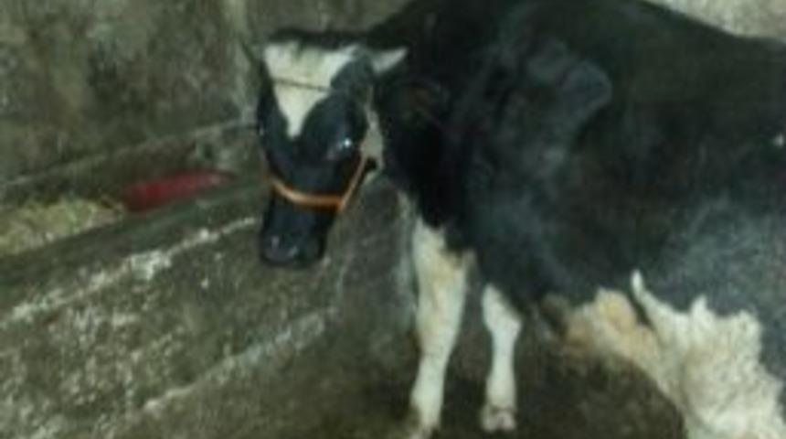 D&uuml;zce&rsquo;de &Ccedil;alınan İnek Ereğli&rsquo;de Bulundu