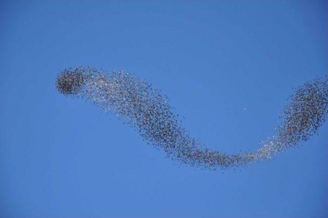 Sığırcıkların Dansı 1