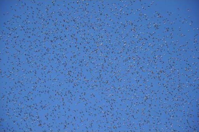 Sığırcıkların Dansı 2