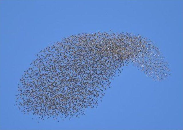 Sığırcıkların Dansı 3