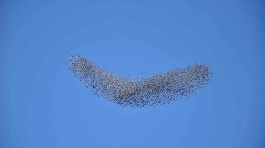 Kuşların G&ouml;ky&uuml;z&uuml;ndeki Dansı B&uuml;y&uuml;ledi