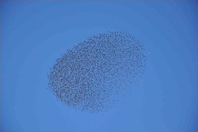 Kuşların G&ouml;ky&uuml;z&uuml;ndeki Dansı B&uuml;y&uuml;ledi 1