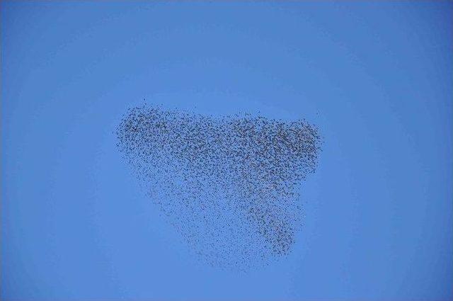 Kuşların G&ouml;ky&uuml;z&uuml;ndeki Dansı B&uuml;y&uuml;ledi 2