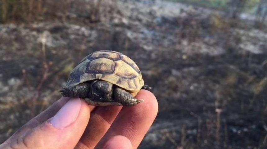 Yavru Kaplumbağayı Yanmaktan Son Anda Kurtardılar