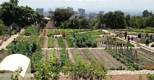 Kuzguncuk Bostanı Projesi Start Aldı