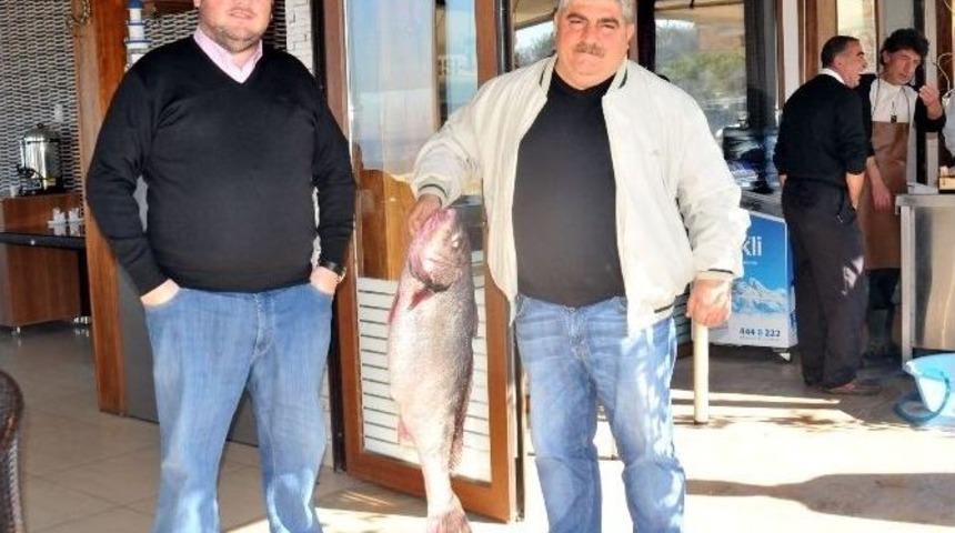 Marmara&rsquo;da 11.5 Kiloluk Minekop Balığı Yakalandı