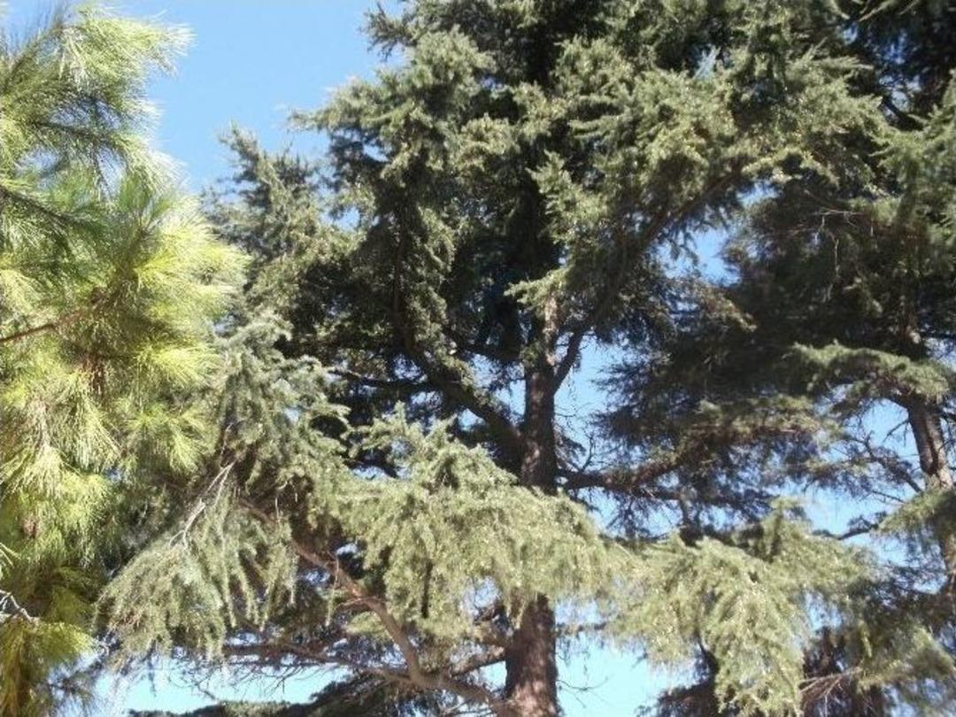 Hastane Bah&ccedil;esindeki Ağaca &Ccedil;ıkarak İntihar Etmek İstedi