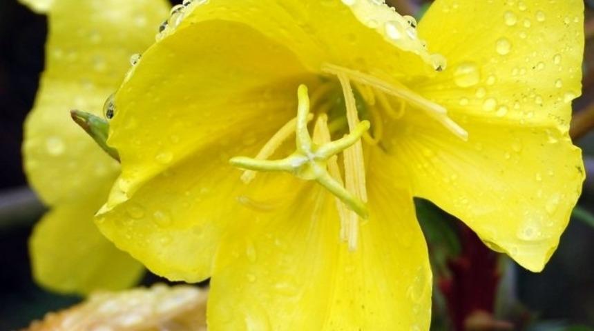 Zehirli Guatra İyi Gelen Yiyecekler