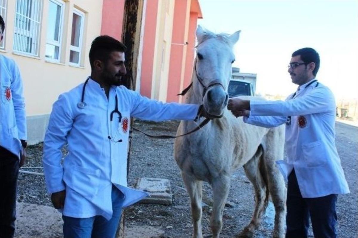 Ayağı Kırık At Tedavi Edilerek İzmir&rsquo;e G&ouml;nderildi