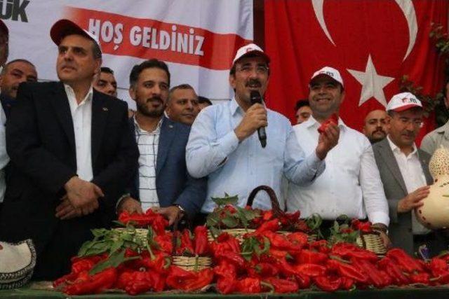 Ak Partili Yılmaz, Isot Hasadına Katıldı