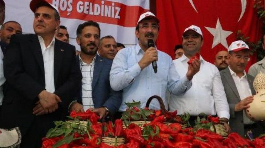 Ak Partili Yılmaz, Isot Hasadına Katıldı
