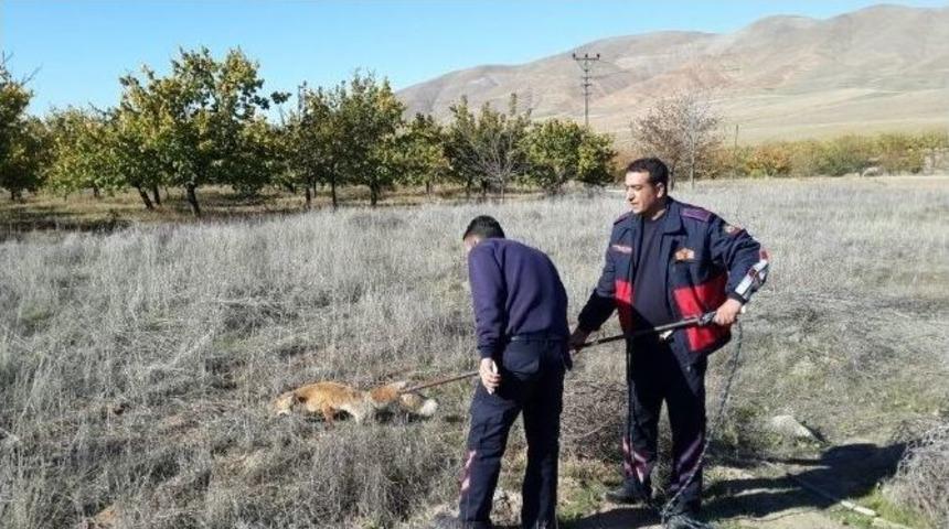 Kuyuya Bu Kez Tilki D&uuml;şt&uuml;