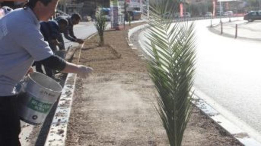 Dikili’de Yeşil Seferberlik