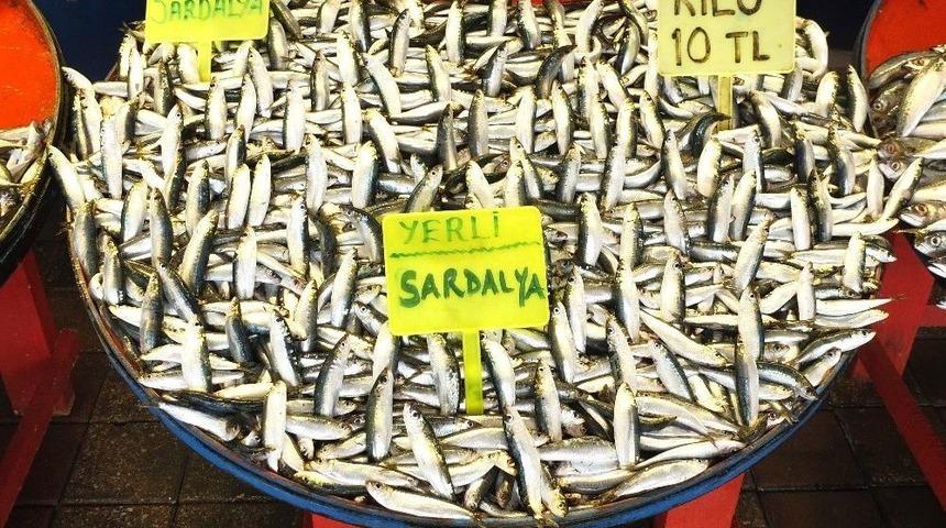 Balık Tezgahları Sardalye İle Doldu