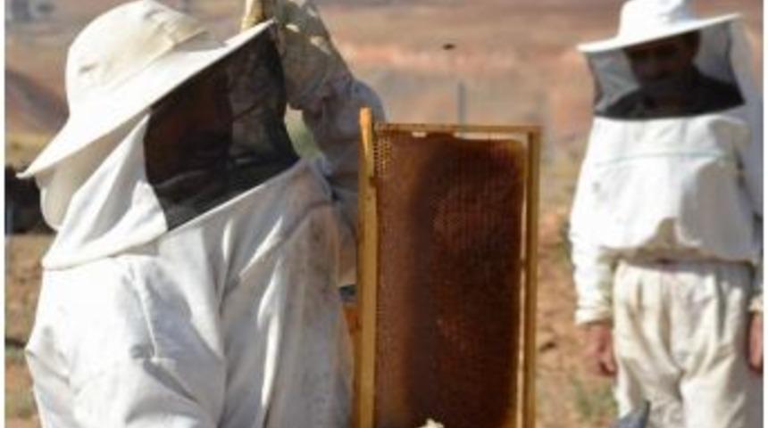 Organik Bal &Uuml;retimi Yaygınlaşıyor