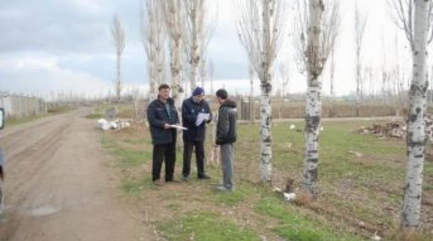 Bolvadin Belediyesinden &ldquo;kavak Ağacı Kesimi&rdquo; Uyarısı