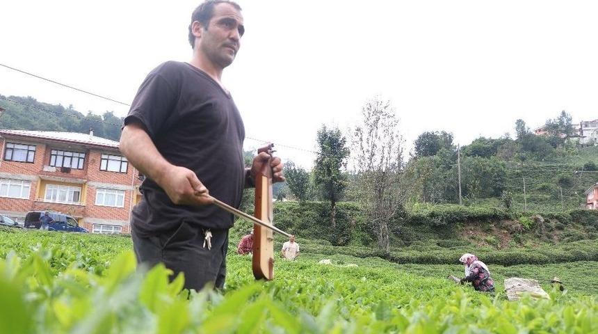 &Ccedil;ay Toplayan G&uuml;rc&uuml; İş&ccedil;ileri Kemen&ccedil;e İle Motive Ediyor