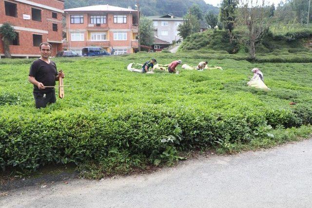 Çay Toplayan Gürcü İşçileri Kemençe İle Motive Ediyor