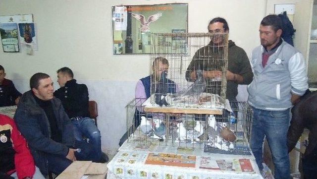 En Heyecanlı G&uuml;vercin İhalesi 1