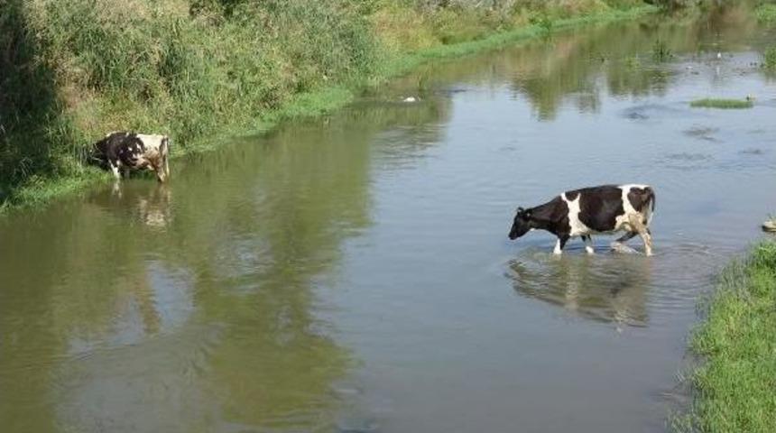 Edirne'de Sıcaktan Bunalan Inekler Nehirde Serinliyor
