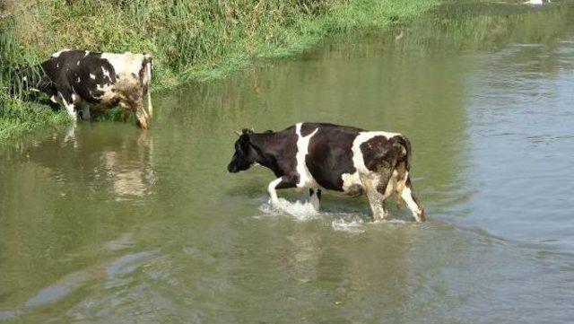 Edirne'de Sıcaktan Bunalan Inekler Nehirde Serinliyor