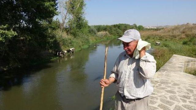 Edirne'de Sıcaktan Bunalan Inekler Nehirde Serinliyor