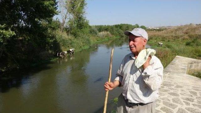 Edirne'de Sıcaktan Bunalan Inekler Nehirde Serinliyor