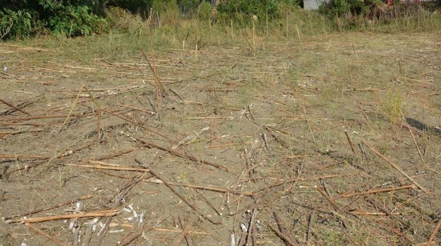 Ay&ccedil;i&ccedil;eği Sapları Yakacak Olarak Kullanılıyor
