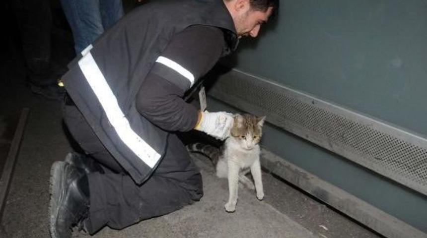 Atat&uuml;rk Havalimanı'nda Kedi Operasyonu