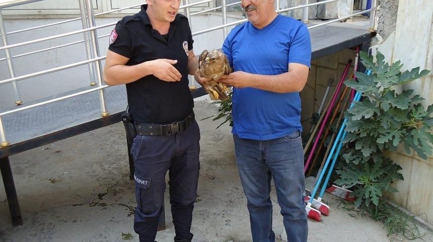 Şahin Yavrusu Koruma Altına Alındı