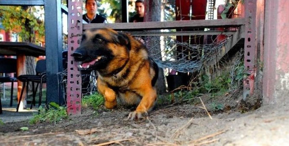 (&ouml;zel Haber) Afad&rsquo;ın &rsquo;pahalı&rsquo; Arama Ve İz S&uuml;rme K&ouml;pekleri Asker Gibi Eğitiliyor