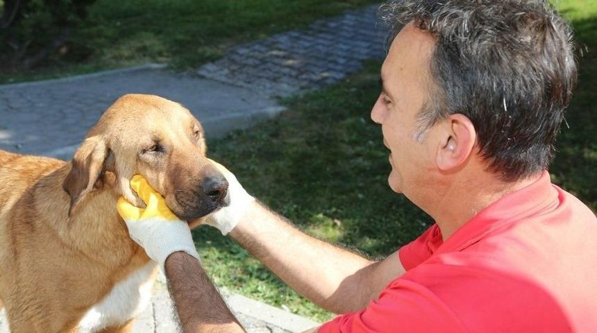 Odunpazarı Belediyesi Sokak Hayvanlarına Aşılama Yaptı