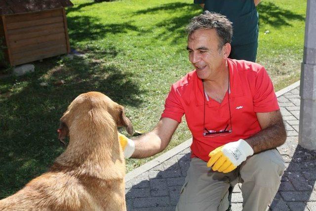 Odunpazarı Belediyesi Sokak Hayvanlarına Aşılama Yaptı