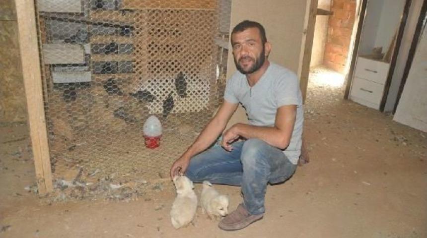 Komşuları Rahatsız Olmasın Diye Hayvanlarını Iş Yerinde Besliyor