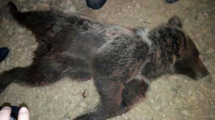 Yavru Ayıyı Silahla Vurarak &Ouml;ld&uuml;rd&uuml;ler