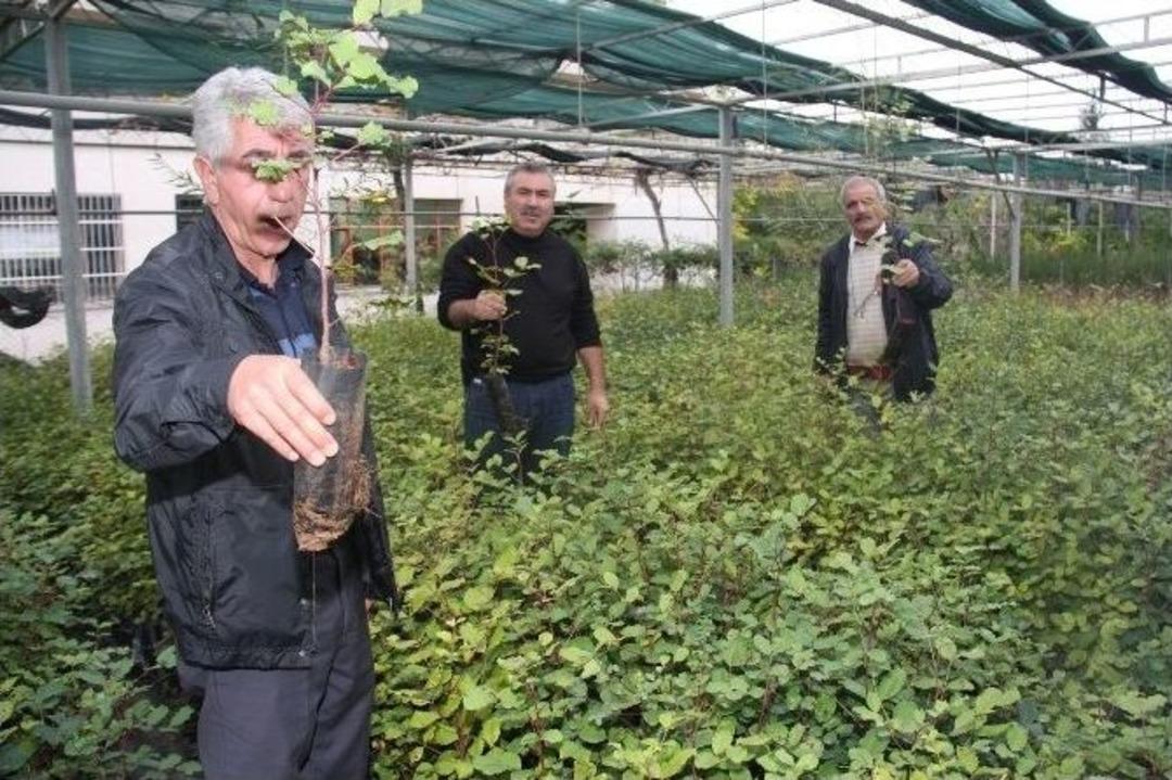 &Ccedil;&uuml;, Amblemi Gibi Yeşil Kalacak