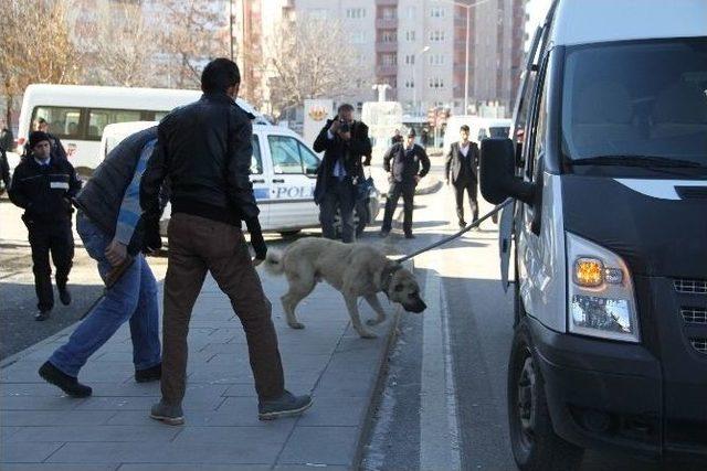 Erzurum’da Sokak Köpeği 4 Öğrenciye Saldırdı