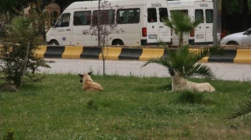 Kilis&rsquo;te Sokak K&ouml;pekleri Sorun Hale Geldi
