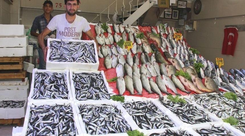 Tezgahlarda Hamsi Bereketi