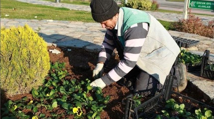 Denizli&rsquo;de Kış Aylarında 2 Milyon &Ccedil;i&ccedil;ek Dikilecek